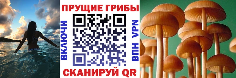 Галлюциногенные грибы Psilocybe  Купить где  Нововоронеж 